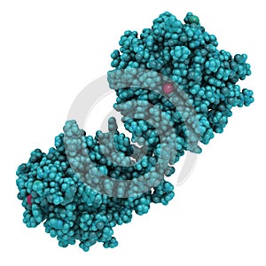 Matrix metalloproteinase 12 MMP-12, macrophage elastase enzyme. MMPs are proteases involved in the breakdown of extracellular.