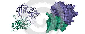 Matrix metalloproteinase-3 (green) and tissue inhibitor of metalloproteinases-1 (violet) complex