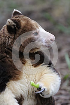 Matschie's Tree kangaroo (Dendrolagus matschiei)