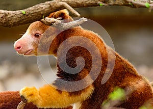 Matschie`s Tree Kangaroo - Dendrolagus matschiei
