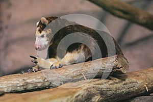 Matschie's tree-kangaroo