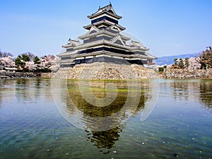 Matsumoto castle with sakura blossom , Matsumoto, Japan 1