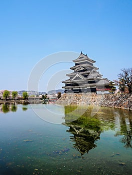 Matsumoto castle with sakura blossom , Matsumoto, Japan 10