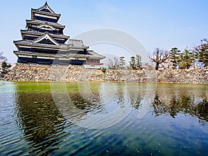 Matsumoto castle with sakura blossom , Matsumoto, Japan 12