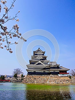 Matsumoto castle with sakura blossom , Matsumoto, Japan 5