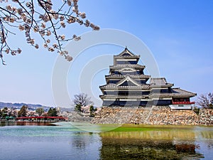 Matsumoto castle with sakura blossom , Matsumoto, Japan 3