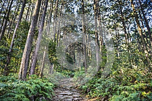 Matsumoto Pass in Kumano, Japan