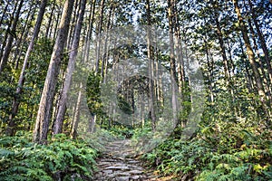 Matsumoto Pass in Kumano, Japan photo