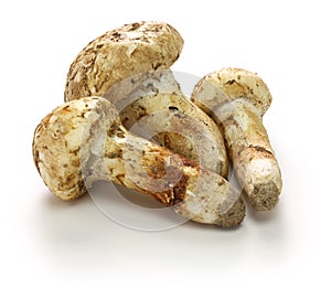 Matsutake mushroom