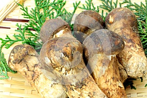 Matsutake mushroom
