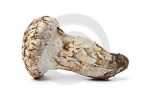 Matsutake mushroom