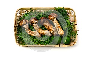 Matsutake mushroom