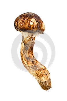 Matsutake mushroom
