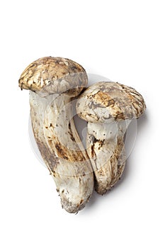 Matsutake mushrooms