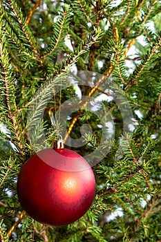 matte red ball on natural christmas tree close-up