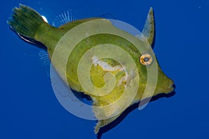 Matted Filefish