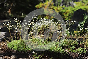 Matted Saxifrage (Saxifraga bronchialis) in bloom along a mountain trail in Colorado.