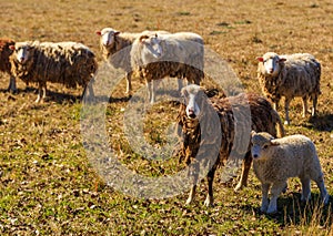 Matted Sheep and Lamb