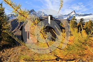 Matterhorn behind and the house dthe Pine coniferous