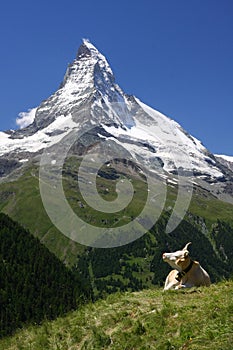 Matterhorn and a Cow