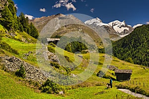 Matterhorn mountain near Zermatt city with flowers abd trees in the foreground. Canton of Valais