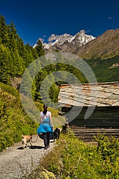 Matterhorn mountain near Zermatt city with flowers abd trees in the foreground. Canton of Valais