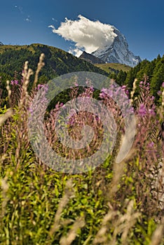 Matterhorn mountain near Zermatt city with flowers abd trees in the foreground. Canton of Valais