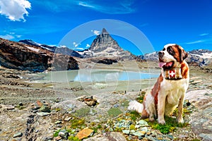 Matterhorn Saint Bernard dog