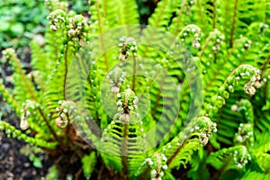 Matteuccia struthiopteris common names ostrich fern, fiddlehead fern or shuttlecock fern