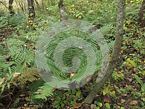 Matteuccia struthiopteris or Ostrich fern.