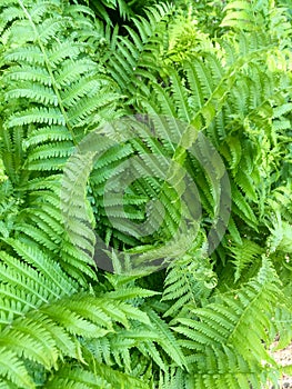 Matteuccia struthiopteris, ostrich fern, fiddlehead fern, or shuttlecock fern