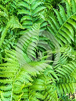 Matteuccia struthiopteris, ostrich fern, fiddlehead fern, or shuttlecock fern