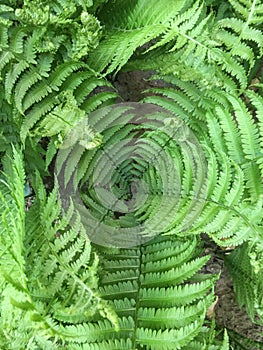 Matteuccia struthiopteris, ostrich fern, fiddlehead fern, or shuttlecock fern