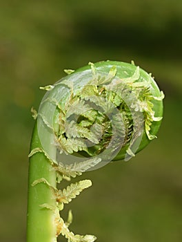 Matteuccia struthiopteris Ostrich fern foliage