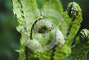 Matteuccia struthiopteris plant, Ostrich fern leaves in spring