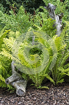 Matteuccia Struthiopteris, shuttlecock fern