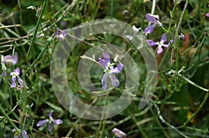 matthiola bicornis, night violet, nachtviole