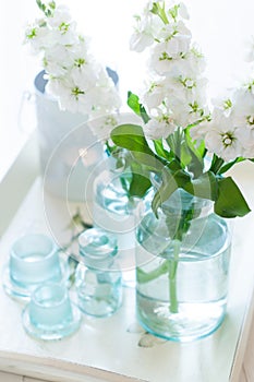 Matthiola flowers