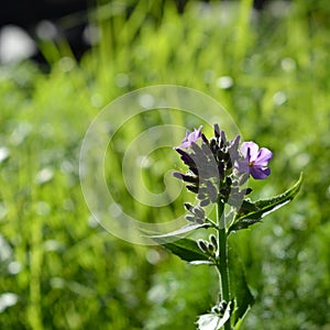 Matthiola flowers and buds in city yard on the background of lawn