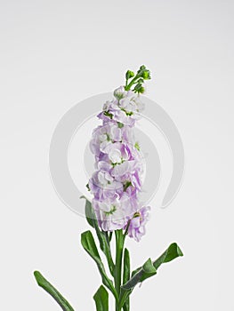 Matthiola incana in a bouquet