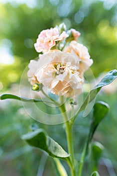 Matthiola incana, or commonly called Stock. Beautiful blush peachy colored double stock flowers.