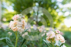 Matthiola incana, or commonly called Stock. Beautiful blush peachy colored double stock flowers.