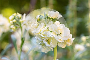 Matthiola incana, or commonly called Stock. Beautiful pastel creamy yellow double stock flowers, known to be highly scented.