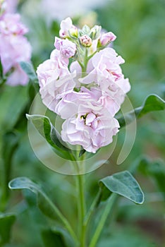 Matthiola incana, or commonly called Stock. Beautiful pastel pink double stock flowers.