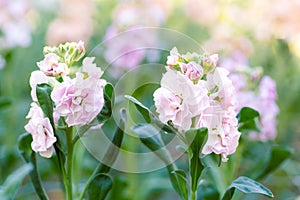 Matthiola incana, or commonly called Stock. Beautiful pastel pink double stock flowers, known to be highly scented.