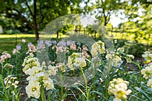 Matthiola incana, or commonly called Stock. Flowerbed of beautiful pastel colored stock flowers, known to be highly scented.