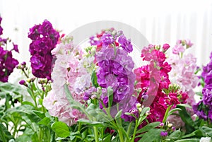 Matthiola incana flower, stock flowers, cut flowers in nursery