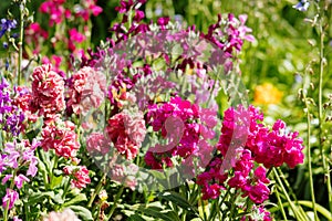 Matthiola incana, known as hoary stock