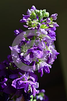 Purple hoary stock matthiola incana