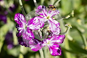 Matthiola incana known as Mathilda Lavender flower, Winter Wallflower, Incarnate Wallflower, Quarantine Wallflower, of the